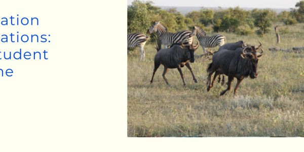 A banner with text and a photograph of wildebeest running